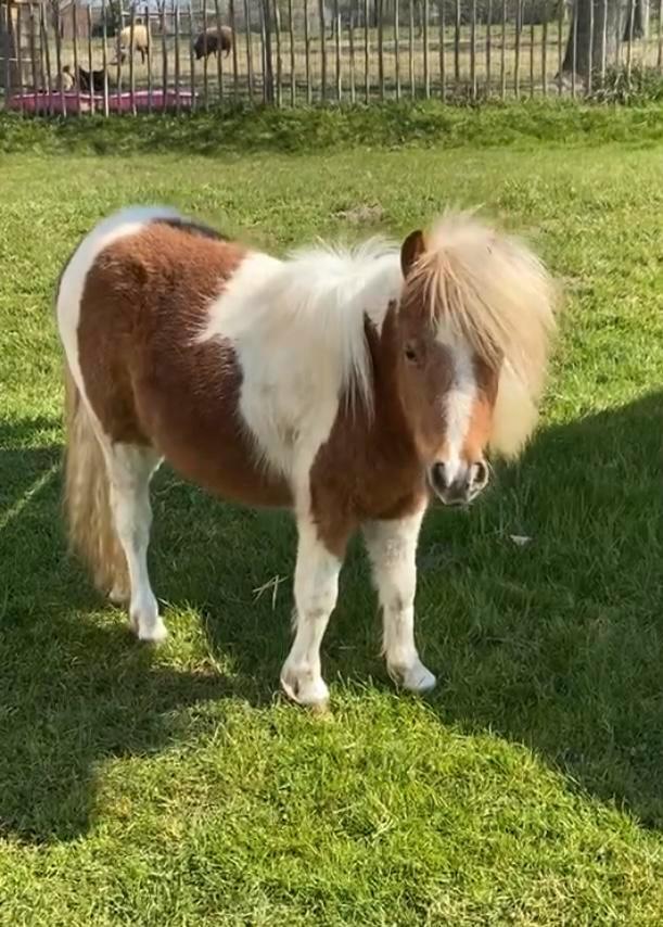 NMPRS en AMHA merrie 2 jaar oud, Animaux & Accessoires, Chevaux & Poneys | Étalons & Juments poulinières, Jument