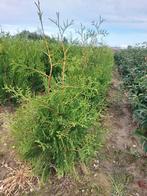Thuja brabant, Ophalen, Conifeer