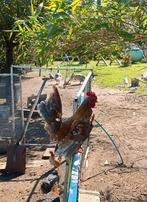 Te koop, broedeieren van Serama, Geslacht onbekend, Kip