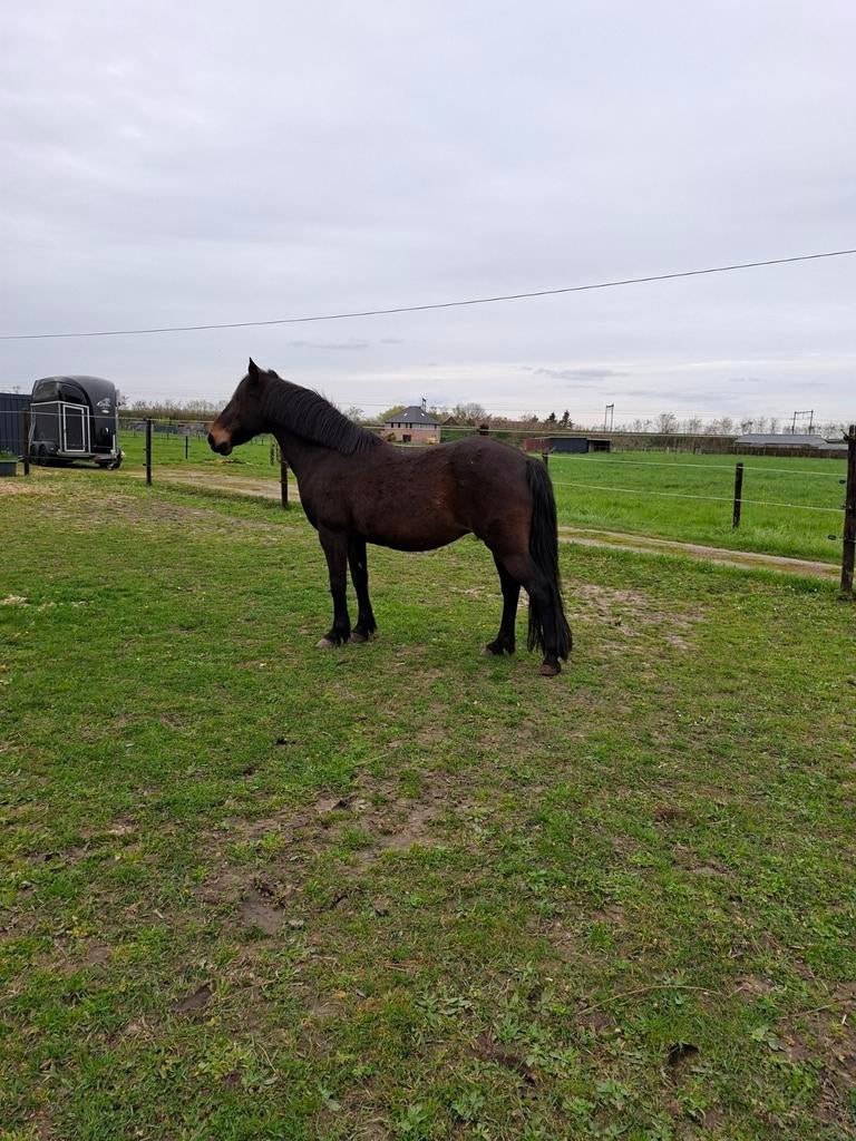 Weidemaatje / kweekmerrie, Dieren en Toebehoren, Merrie