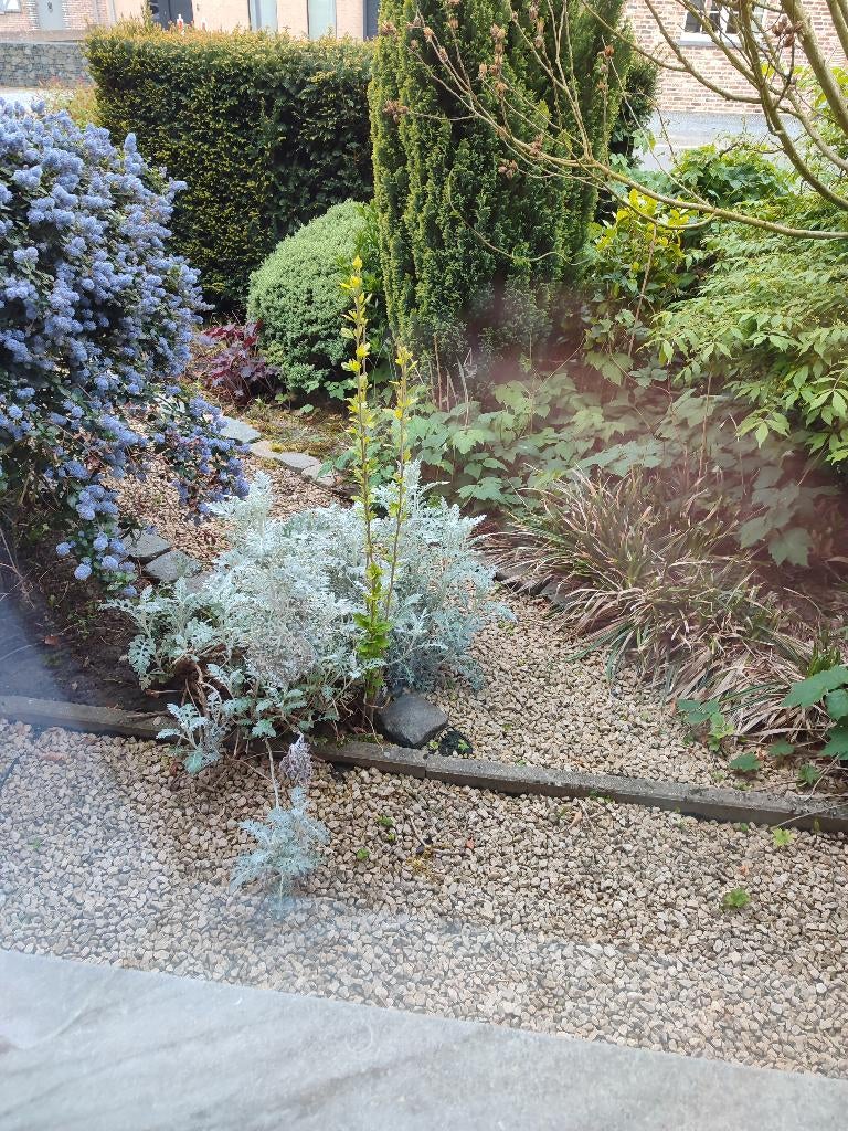 Althea boom/Oiseau bleu, Tuin en Terras, Planten | Tuinplanten, Vaste plant, Overige soorten, Halfschaduw, Zomer, Ophalen