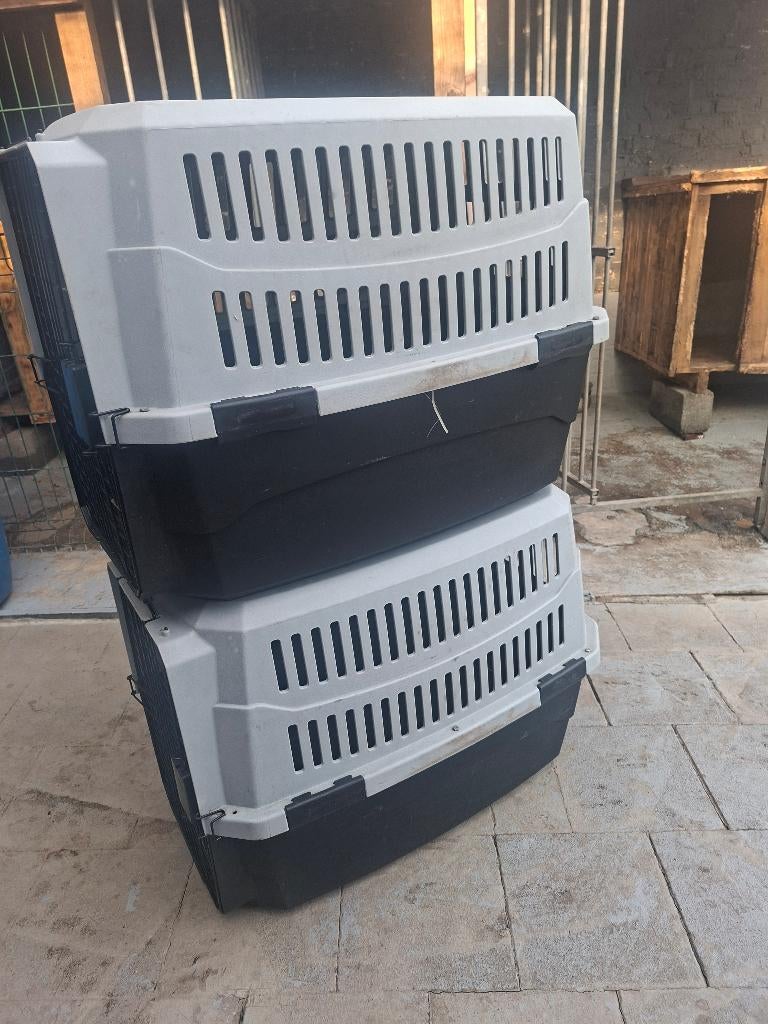 Cage grand chien, Enlèvement