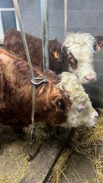 Hereford stier, Mei, Mannelijk