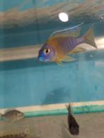 Cichlides malawi couple aulonocara maulana