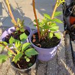 Frambozenplanten, Enlèvement