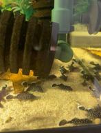 Groep 50 stuks L181 pleco, Dieren en Toebehoren, Vissen | Aquariumvissen