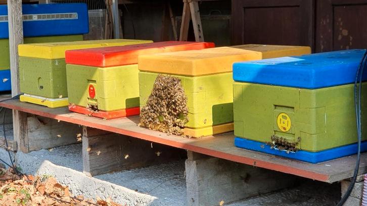 Bijenvolk, Animaux & Accessoires, Insectes & Araignées, Abeilles