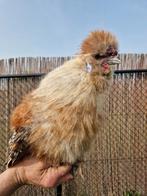 Mooie zijdehoender Haantjes, Dieren en Toebehoren, Pluimvee, Mannelijk, Kip