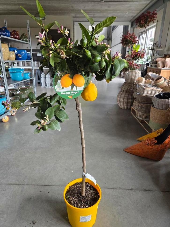 Citrus citroen Meyer, Tuin en Terras, Planten | Fruitbomen, Ophalen