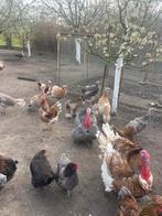 Broedeieren kalkoen  (10 beschikbaar), Kalkoen