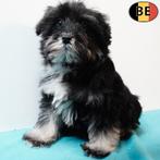 Schnoodle (Caniche X Schnauzer) chiots belges à vendre, 15 semaines à 1 an, Commerçant, Autres races, Plusieurs