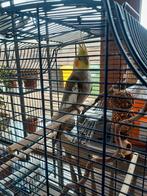 Valkparkiet,  bonte man, Dieren en Toebehoren, Vogels | Parkieten en Papegaaien, Mannelijk, Parkiet