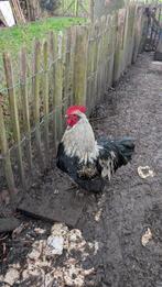 Orpinghton haan, Dieren en Toebehoren, Pluimvee