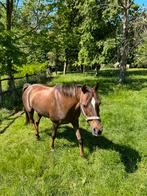 Bijrijder/verzorger gezocht, Dieren en Toebehoren, Paarden, Merrie