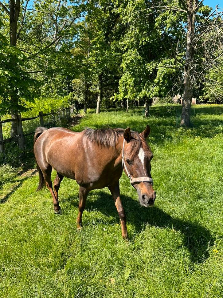 Bijrijder/verzorger gezocht, Animaux & Accessoires, Chevaux, Jument