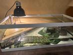 Waterschildpad, Ophalen, Zo goed als nieuw, Terrarium of Paludarium