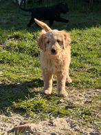 Mooie goldendoodle pups!, Dieren en Toebehoren, België, 8 tot 15 weken, Meerdere, Meerdere dieren