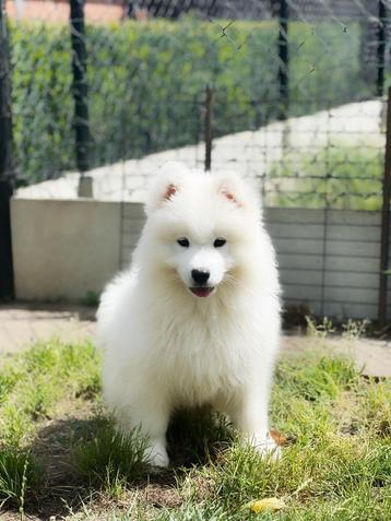 Samojeed pupjes bij ons geboren te koop,geen verassingen!!! beschikbaar voor biedingen