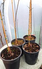 Pruimonderstammen, Tuin en Terras, Ophalen, Lente, Volle zon, In pot