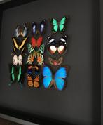 Magnifique Composition de 13 papillons exotiques cadre 50x50, Insecte, Animal empaillé, Enlèvement ou Envoi, Neuf