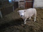 Texel schapenbok, Dieren en Toebehoren, Mannelijk, Schaap, 0 tot 2 jaar