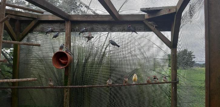 Rijstvogels Padda, Animaux & Accessoires, Oiseaux | Oiseaux Autre, Plusieurs animaux