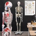 Skelet Anatomie model levensgroot met spier weergave poster, Diversen, Schoolbenodigdheden, Ophalen