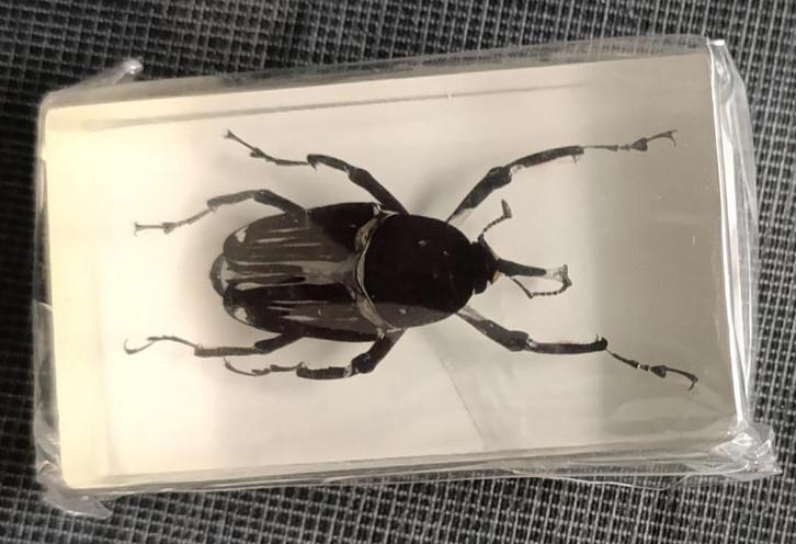 Snuitkever in Kunsthars, Verzamelen, Dierenverzamelingen, Nieuw, Opgezet dier, Insect, Ophalen