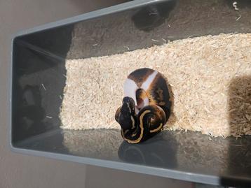 Diverse Piedbald Python Regius NK25 Te Koop beschikbaar voor biedingen