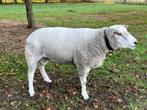 Volwassen dekram, Dieren en Toebehoren, Schapen, Geiten en Varkens, Mannelijk, Schaap, 0 tot 2 jaar