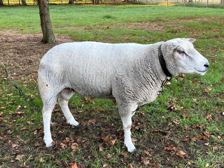Volwassen dekram, Dieren en Toebehoren, Schapen, Geiten en Varkens, Schaap, Mannelijk, 0 tot 2 jaar