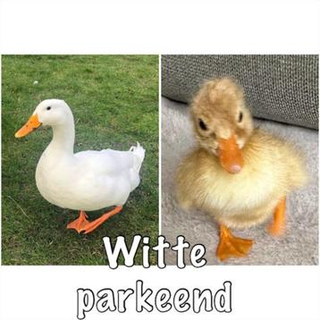 Broedeieren witte Eenden - Verse broed eieren beschikbaar voor biedingen