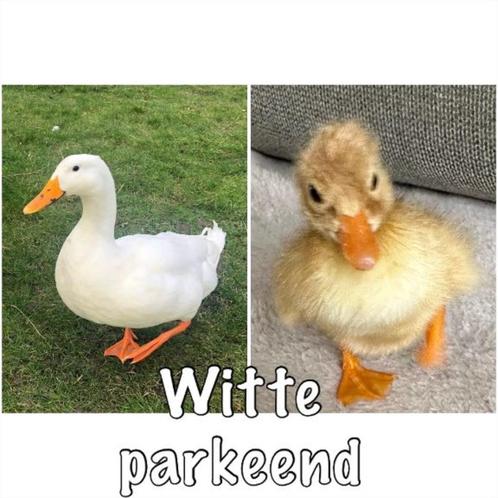 Broedeieren witte Eenden - Verse broed eieren, Dieren en Toebehoren, Pluimvee