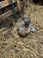 Zijdehoenders, Dieren en Toebehoren, Kip