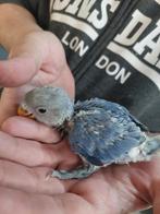 Handtamme baby dwergpapegaai, Dieren en Toebehoren, Vogels | Parkieten en Papegaaien, Tam