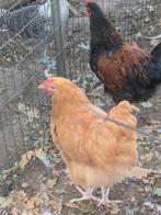 Orpington haan, Dieren en Toebehoren, Pluimvee