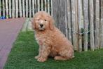 Prachtige medium Labradoodle pups, met stamboom, Dieren en Toebehoren, Parvo, België, Overige rassen, 8 tot 15 weken