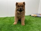 Chow Chow pups