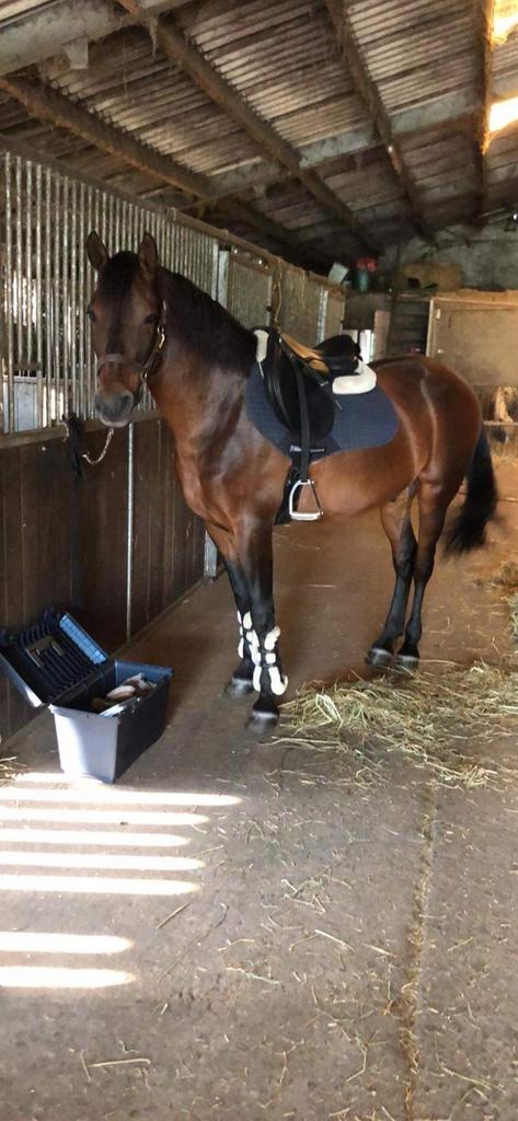 Spaans paard, Animaux & Accessoires, Chevaux, Hongre, Moins de 160 cm, 11 ans ou plus, Cheval de récréation