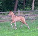 Dressuurveulens, Dieren en Toebehoren, Paarden