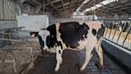 holstein vaarzen ( bio), Dieren en Toebehoren, Runderen, Vrouwelijk