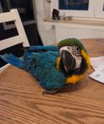 Ara ararauna eam, Dieren en Toebehoren, Vogels | Parkieten en Papegaaien