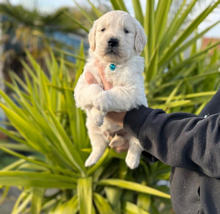 Golden retriever pups, Dieren en Toebehoren, Honden | Retrievers, Spaniëls en Waterhonden, Meerdere dieren, Golden retriever, Fokker | Professioneel