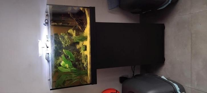 Complete open aquarium, Dieren en Toebehoren, Vissen | Aquaria en Toebehoren, Gebruikt, Gevuld zoetwateraquarium, Ophalen