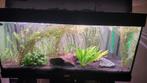 Rio 180 + meubel, Eheim 3, CO2 systeem, chihiros lamp, Dieren en Toebehoren, Ophalen, Gebruikt