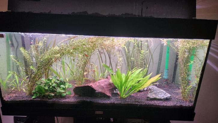 Rio 180 + meubel, Eheim 3, CO2 systeem, chihiros lamp, Dieren en Toebehoren, Vissen | Aquaria en Toebehoren, Gebruikt, Ophalen