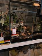 40x40x60 terrarium in bioactief., Dieren en Toebehoren, Ophalen, Gebruikt, Terrarium of Paludarium
