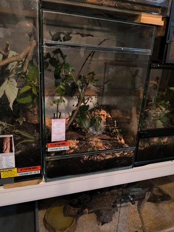 40x40x60 terrarium in bioactief.  beschikbaar voor biedingen