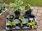 Jonge hosta plantjes, Jardin & Terrasse, Plantes | Jardin, Enlèvement