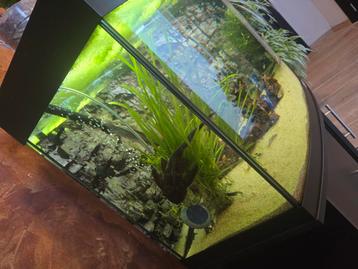 pleco algeneter beschikbaar voor biedingen